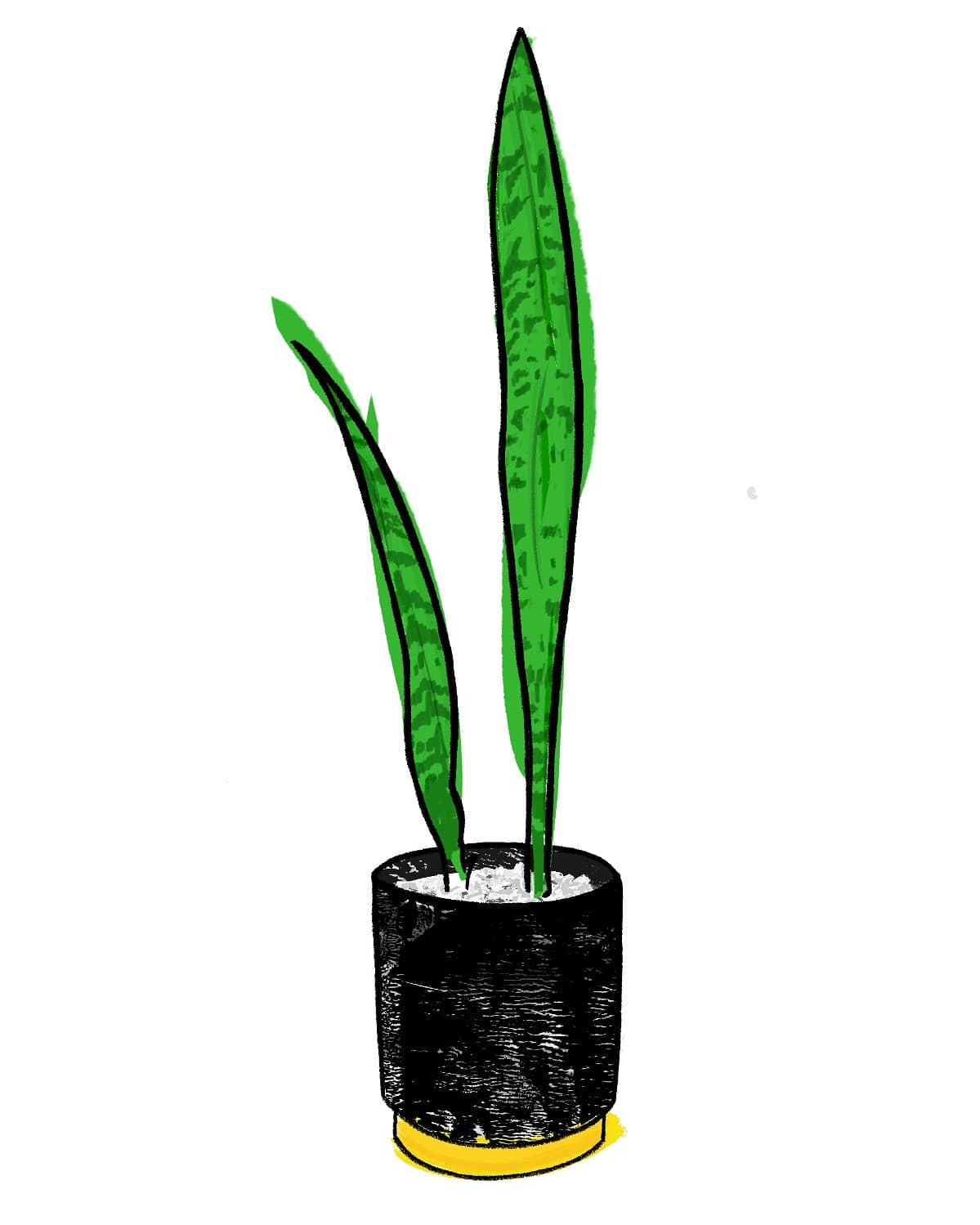 A expressive illustration of a snake plant with 2 leaves in a black pot